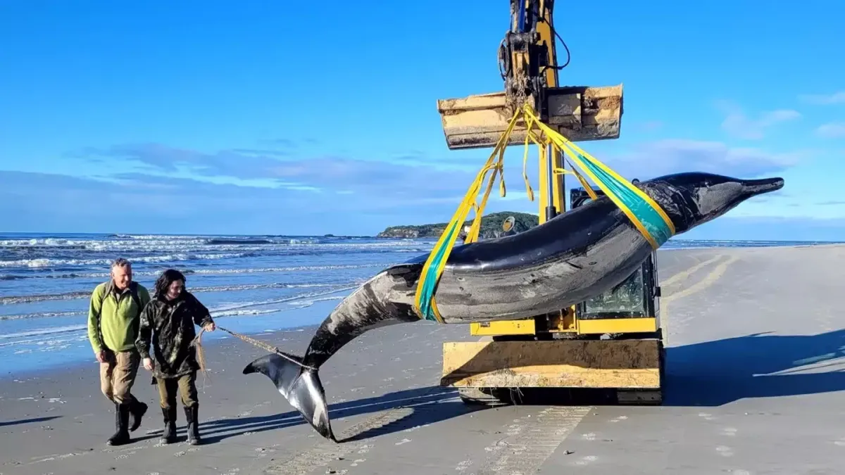 ‘A baleia mais rara do mundo’ aparece na praia e é apenas o