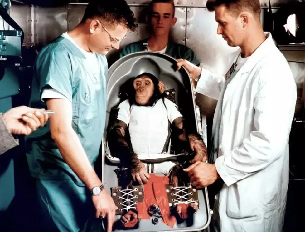 A história comovente do que aconteceu com o chimpanzé enviad