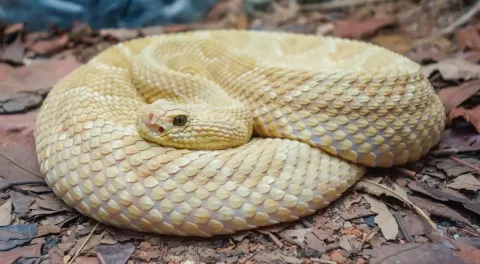 A Ilha das Cobras, no Brasil, onde nenhum humano pode visita