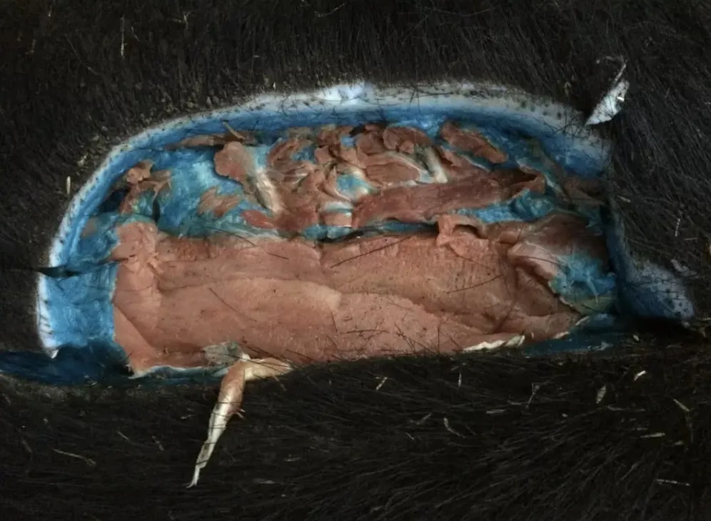 Alerta de saúde urgente emitido após porcos com carne “azul