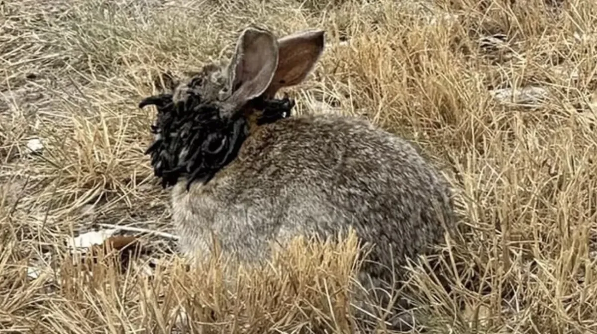 Alerta emitido enquanto coelhos “Frankenstein” infectados co