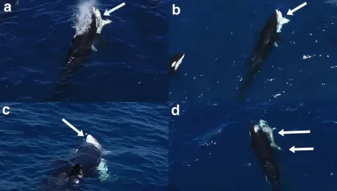 As orcas aprenderam a caçar tubarões-brancos de um jeito tão brutal que beira o sadismo