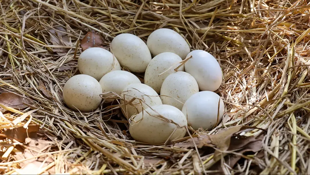 As pessoas estão descobrindo agora por que não podemos comer