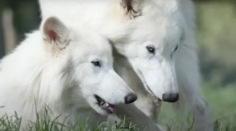 Atualização chocante sobre os lobos terríveis ‘trazidos de v