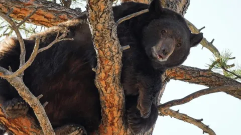 Caçador morre após urso, baleado em árvore, cair sobre ele