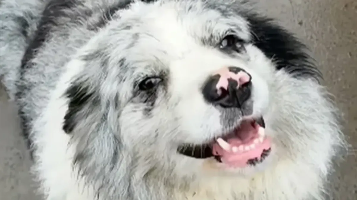Cachorro com 1,5 milhão de seguidores teria sido roubado, ve