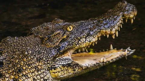 Canoístas capturam momento em que amigo é emboscado e morto 