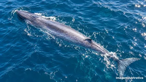 Cantos de baleias revelam relação entre águas quentes e alimento nos oceanos tropicais