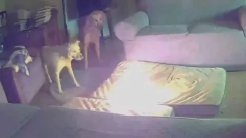Cão causa incêndio ao morder bateria: vídeo chocante