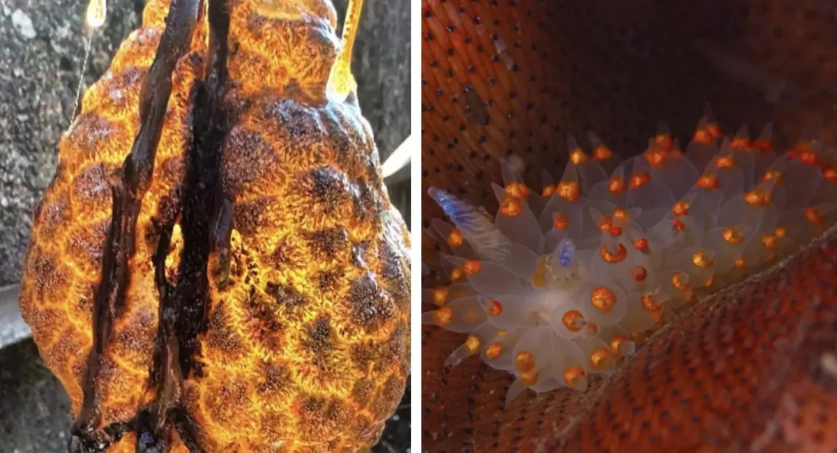 Cápsulas perturbadoras ‘brilhantes’ e laranjas, semelhantes