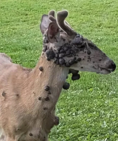 “Cervo mutante” é visto com bolhas de carne assustadoras enq