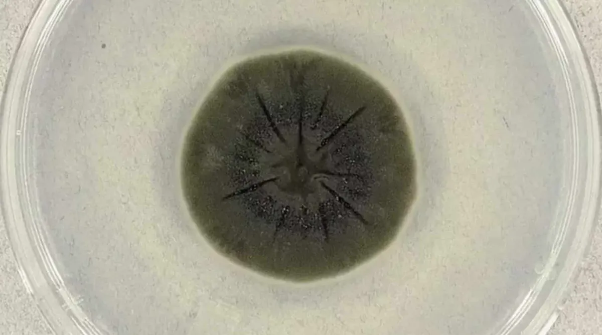 Cientistas de Chernobyl descobrem fungo negro em “cenário di