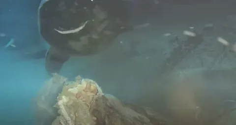 Cientistas deixaram cair o cadáver de uma vaca a 1.629 metros de profundidade no mar, e apareceram 8 visitantes nunca antes vistos