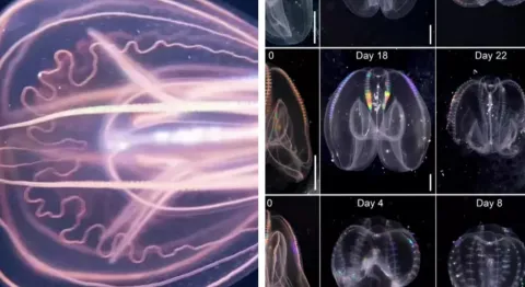 Cientistas descobrem acidentalmente criatura marinha “imorta