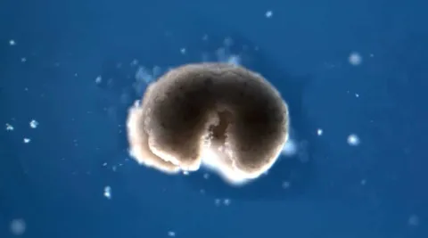 Cientistas descobrem um ‘terceiro estado’ que vai além da vida e da morte