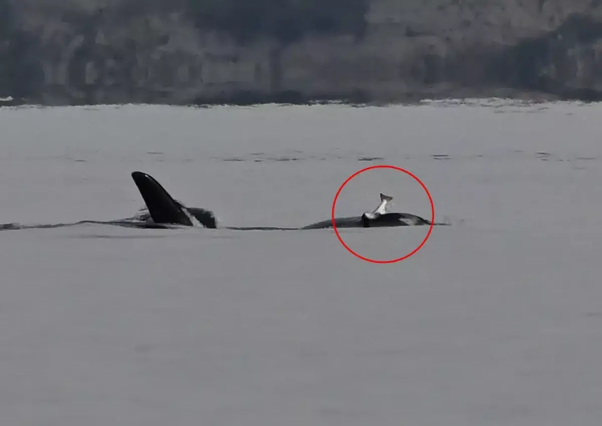 Cientistas ficam perplexos enquanto orcas voltam a usar salm