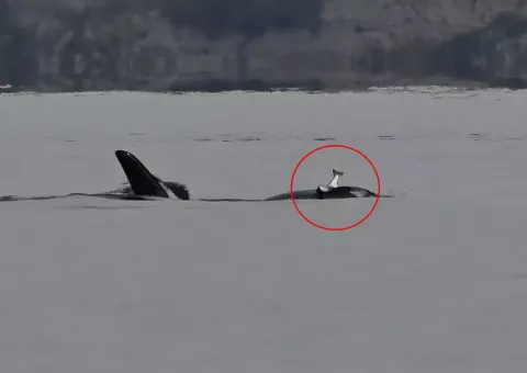 Cientistas ficam perplexos enquanto orcas voltam a usar salm