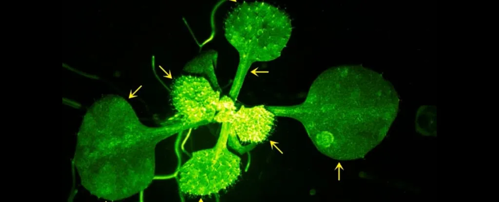 Cientistas filmam planta ‘conversando’ com vizinha, e o víde