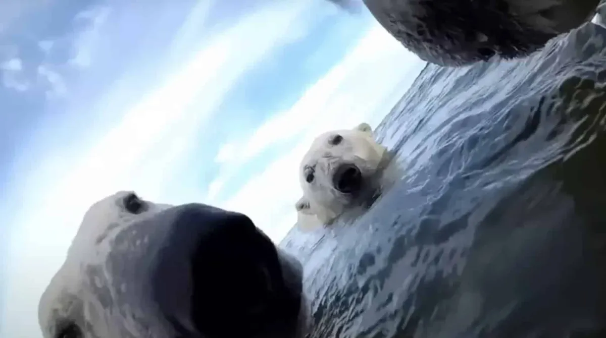 Cientistas prenderam GoPros a um grupo de ursos-polares e fi