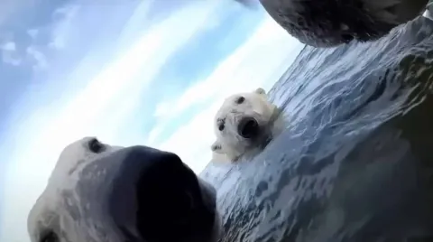 Cientistas prenderam GoPros a um grupo de ursos-polares e fi