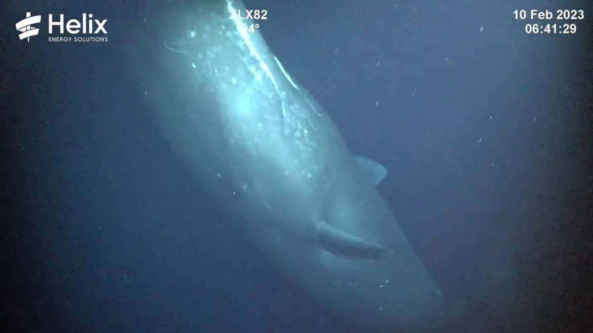 Cientistas recebem visitante inesperado do mar profundo ao i