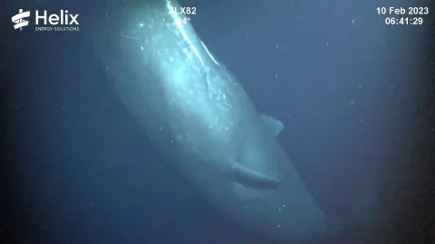 Cientistas recebem visitante inesperado do mar profundo ao i