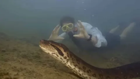 Cobra colossal é descoberta nas profundezas do rio Amazonas