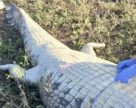 Corpo de empresário é achado dentro de crocodilo gigante