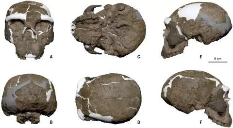 Crânio de um milhão de anos pode reescrever toda a evolução 