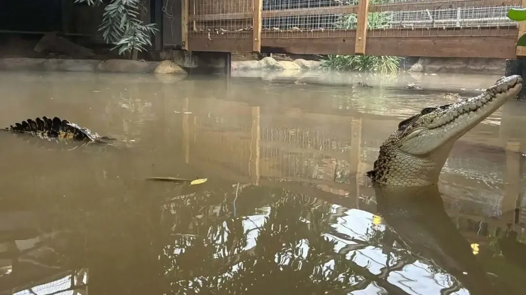 Criança de 3 anos é jogada em recinto de crocodilos em zooló