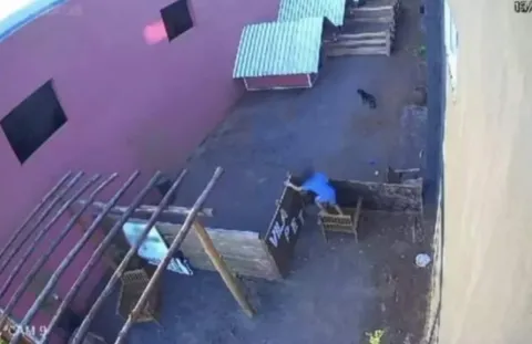 Criança invade hospital veterinário e mata mais de 20 animai