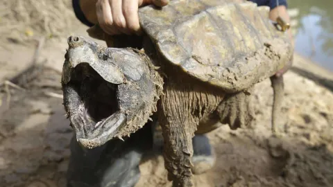 Criatura assustadora com garras enormes emerge das profundez