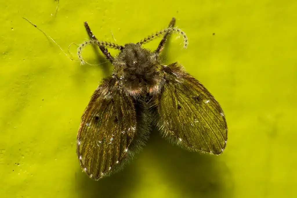 De onde vem aquelas mosquinhas no banheiro? E por que aparec