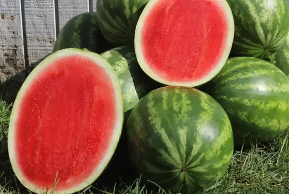 De onde vêm as sementes para plantar frutas sem sementes?