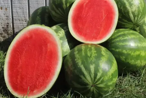 De onde vêm as sementes para plantar frutas sem sementes?