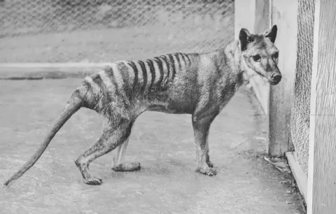 Descoberta macabra de 110 anos pode reviver Tigre-da-Tasmâni