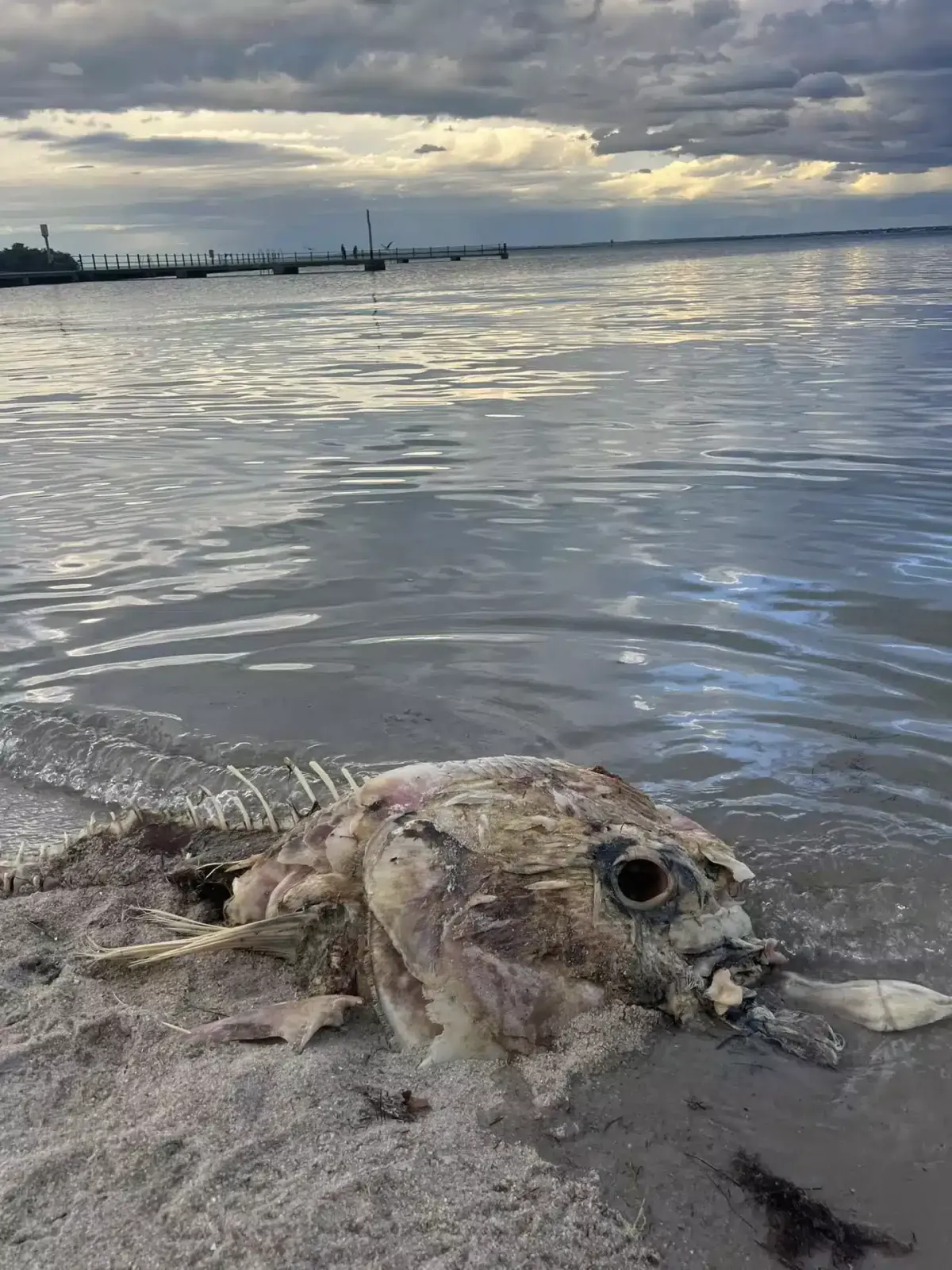 Enorme criatura marinha misteriosa aparece em praia, mas nin