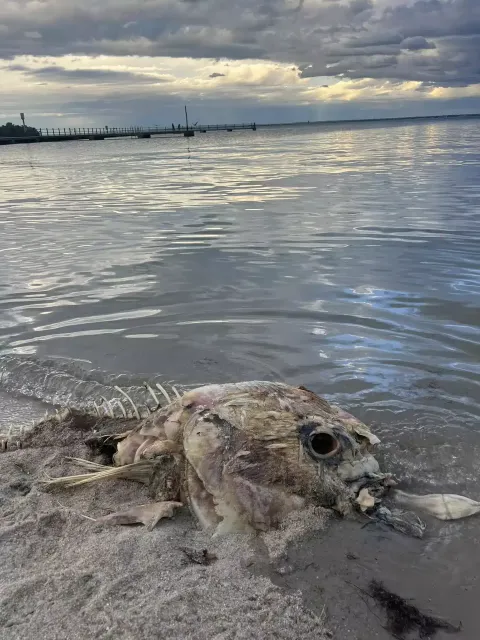 Enorme criatura marinha misteriosa aparece em praia, mas nin