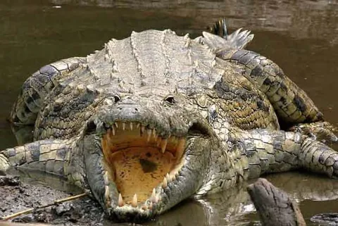 Enorme crocodilo que teria comido 300 pessoas escapa da capt