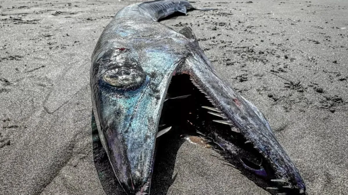 Especialistas fazem descoberta inesperada após peixe raro da