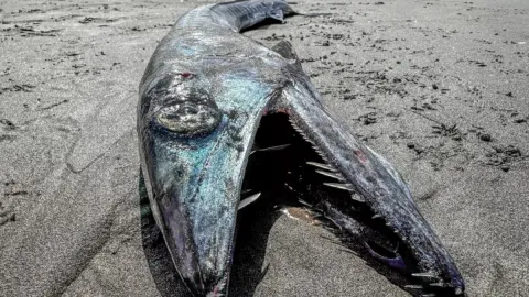 Especialistas fazem descoberta inesperada após peixe raro da