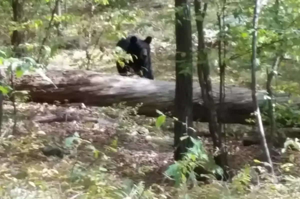 Estudante capturou imagem arrepiante de urso-negro antes de