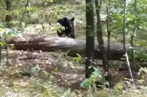 Estudante capturou imagem arrepiante de urso-negro antes de 