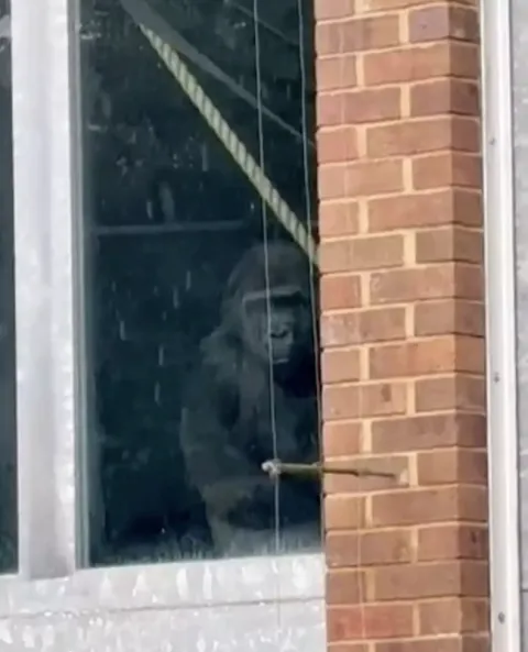 Exploradores urbanos encontram gorilas batendo na janela de zoológico, mesmo ele tendo sido fechado há anos
