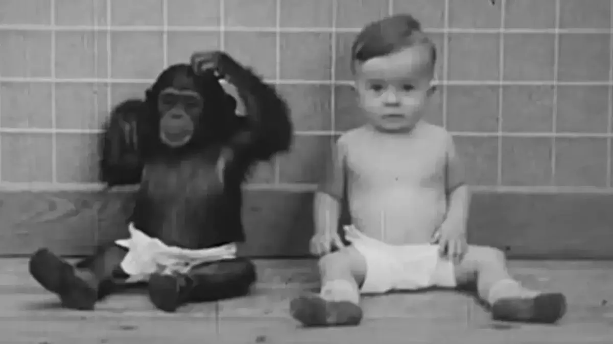Família forçou filho de nove meses a crescer com chimpanzé e