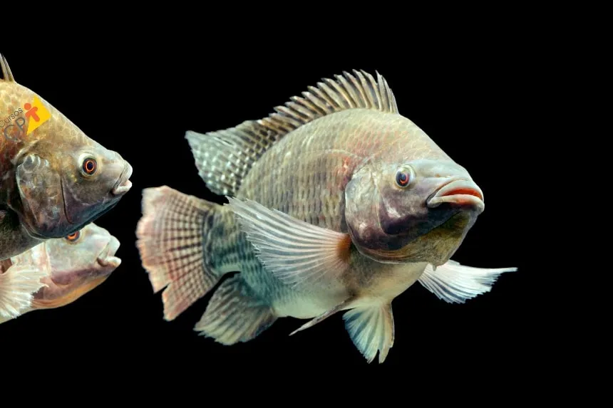 Fim da tilápia? Produção do peixe mais cultivado do Brasil p