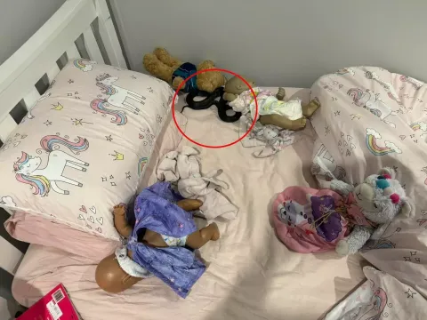Foto arrepiante mostra animal incrivelmente perigoso ‘imposs
