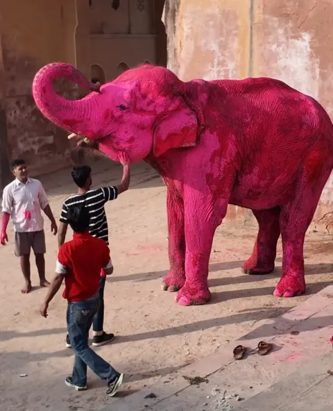 Fotógrafa defende pintar elefante de rosa-choque enquanto o 