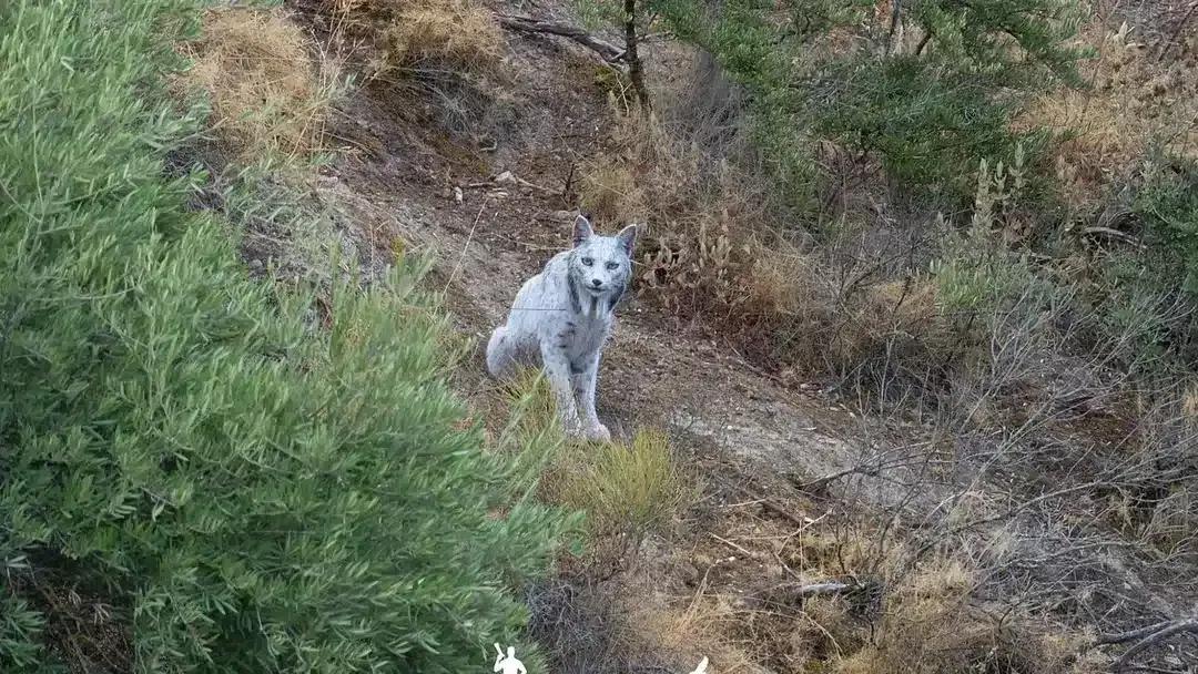 Fotógrafa registra o “primeiro” lince-ibérico branco, antes