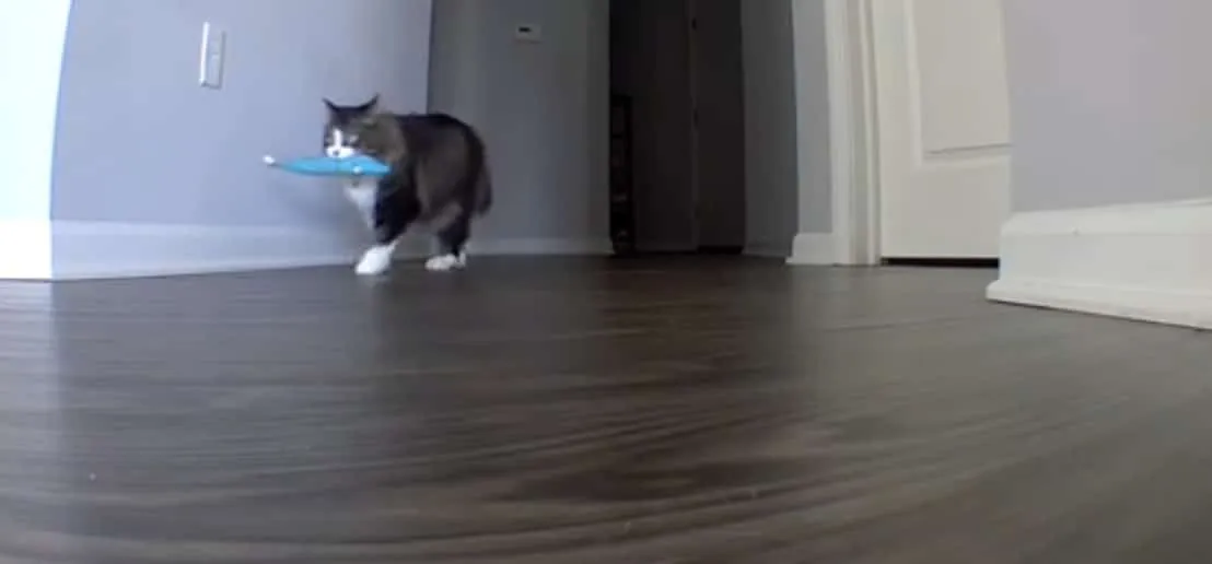 Gato viraliza no TikTok com saudade dos donos em férias